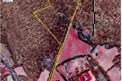 Lillis-1