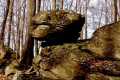 Borgnenicht Property becomes the Maureen Ogden Preserve