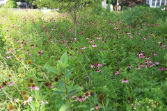The Keith Hayes Memorial Wild Flower Meadow
