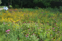 The Keith Hayes Memorial Wild Flower Meadow