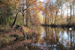 Fall at Mill Pond Park