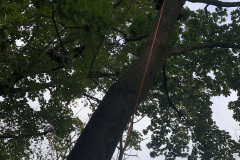 Tree-Climber-2021