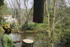 Tree-Climber-Website3-2021