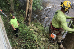 Tree-Climber-Website4-2021