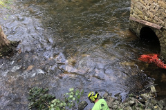 Tree-Climber-Website6-2021