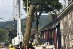 Tree-Road-website-2021