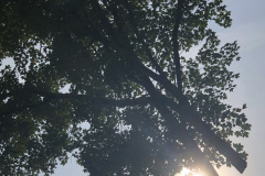 Tree-Sun-Website-2021