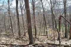Woodpecker-Point-looking-South-1