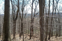 Woodpecker-Point-looking-South-2
