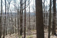 Woodpecker-Point-looking-South-3